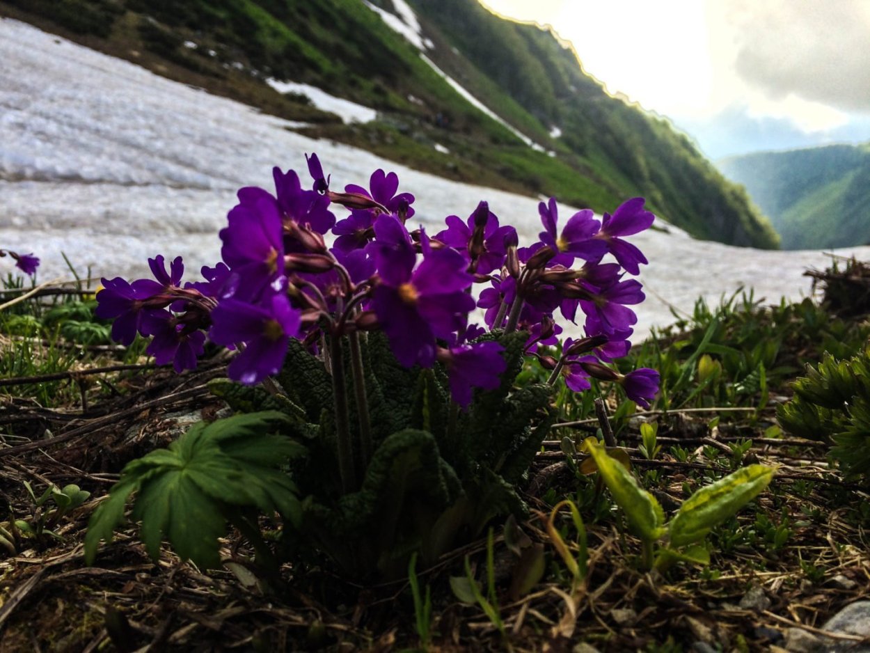 Фиалка Горная Лаванда