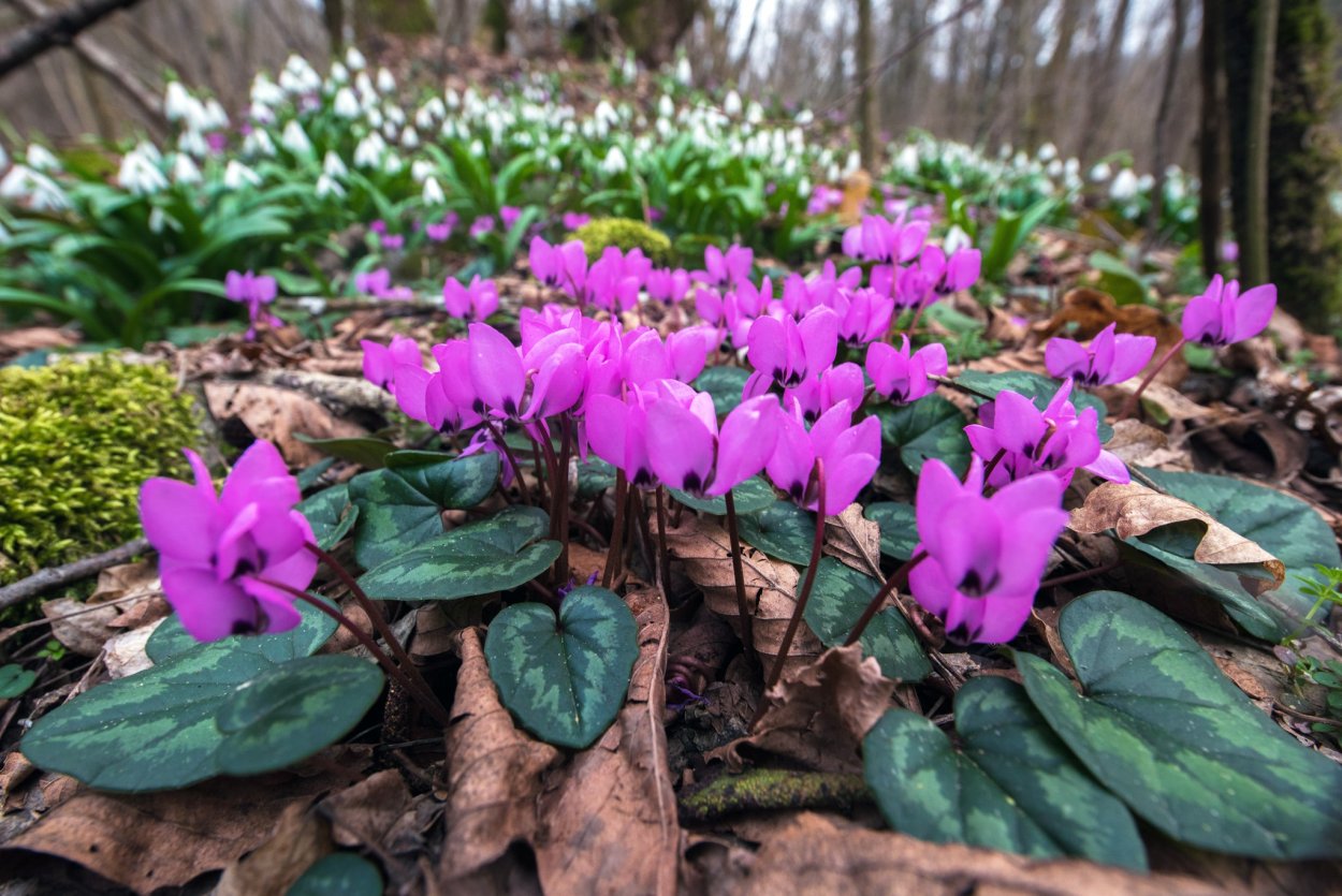 Цикламен Первоцветные