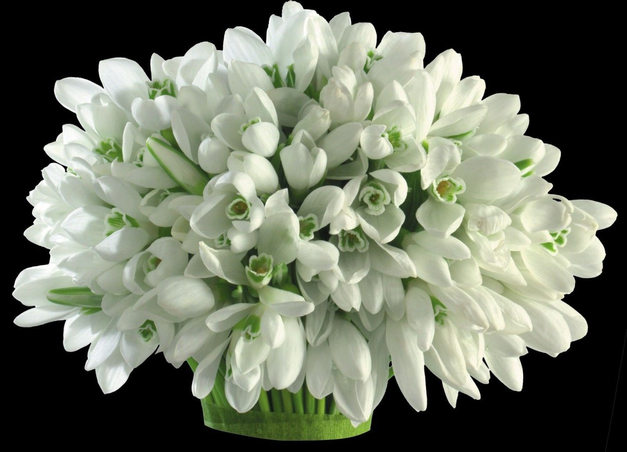 Белые подснежники в вазе