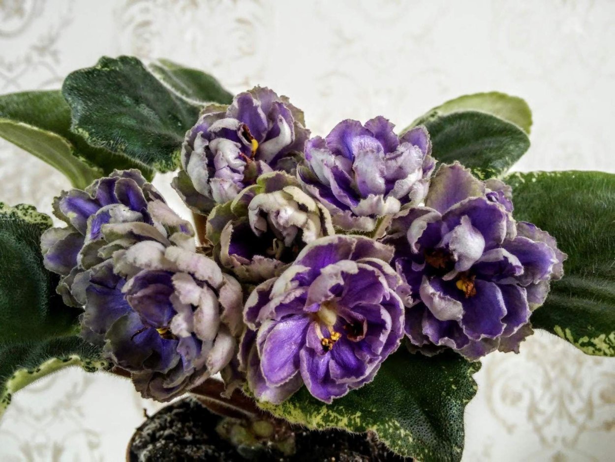 Фиалка Ле Медуница