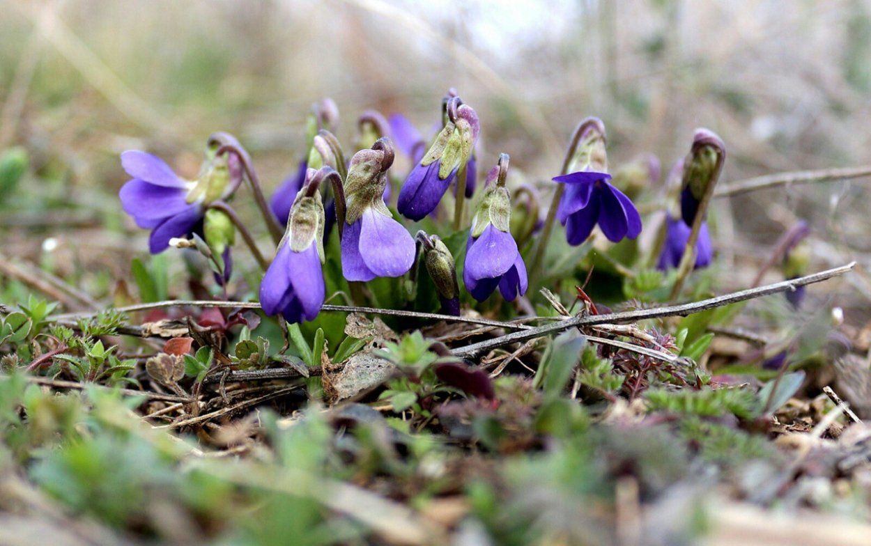 Лесные первоцветы в Крыму