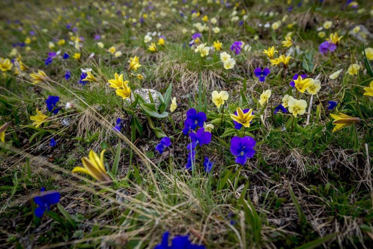 Дикие фиалки в Сочи