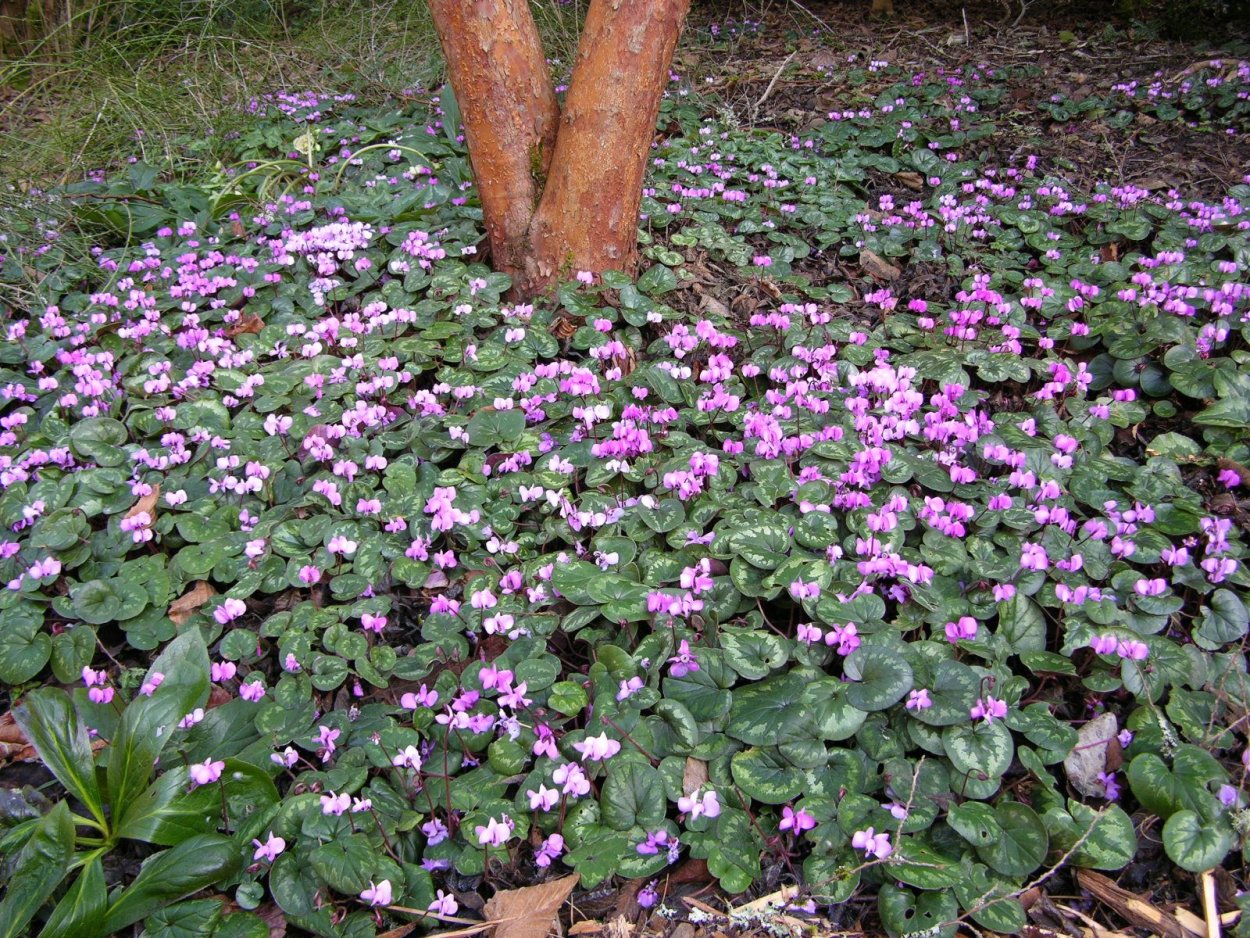 Фиалка Альпийская многолетняя
