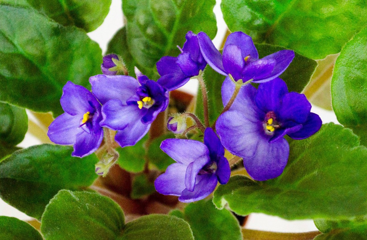 Узамбарская фиалка в природе