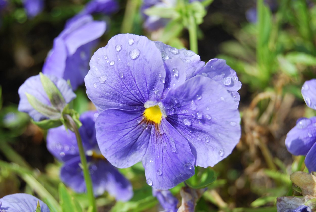 Фиалка крийская