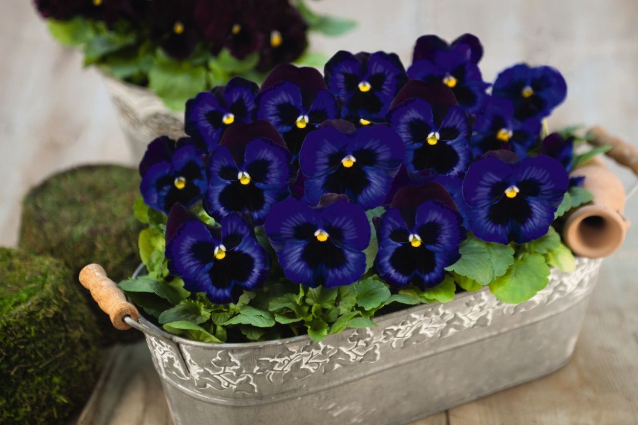 Виола inspire Deluxxe Denim