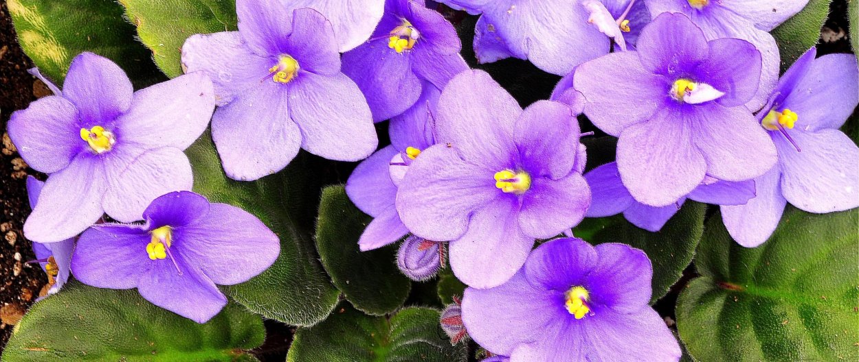 Родина фиалка узамбарская