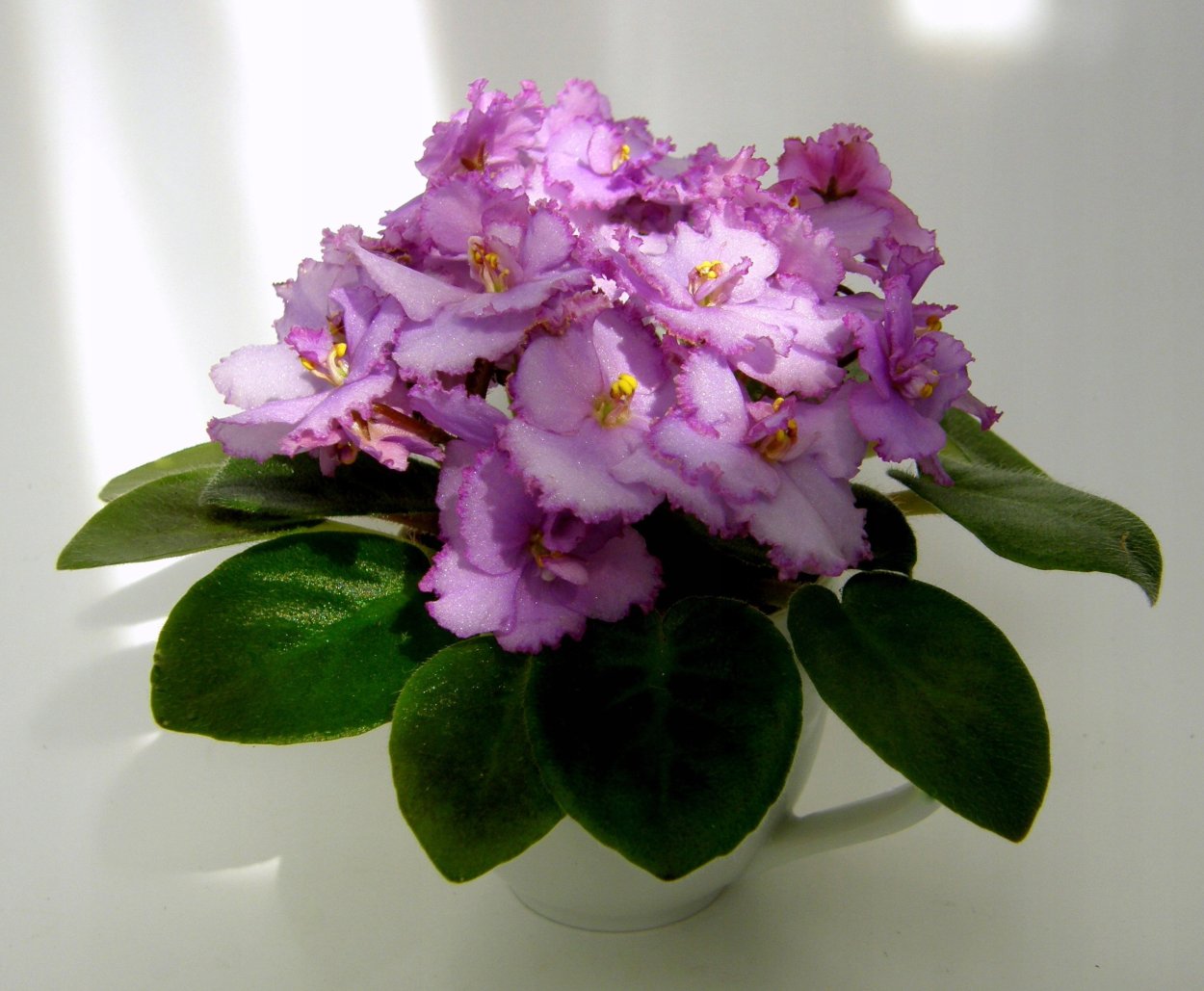 Сенполии фиалки в Африке