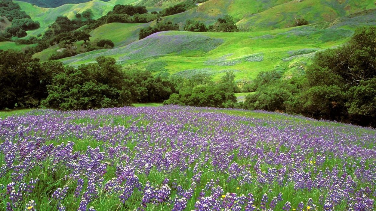 Цветущие Луга