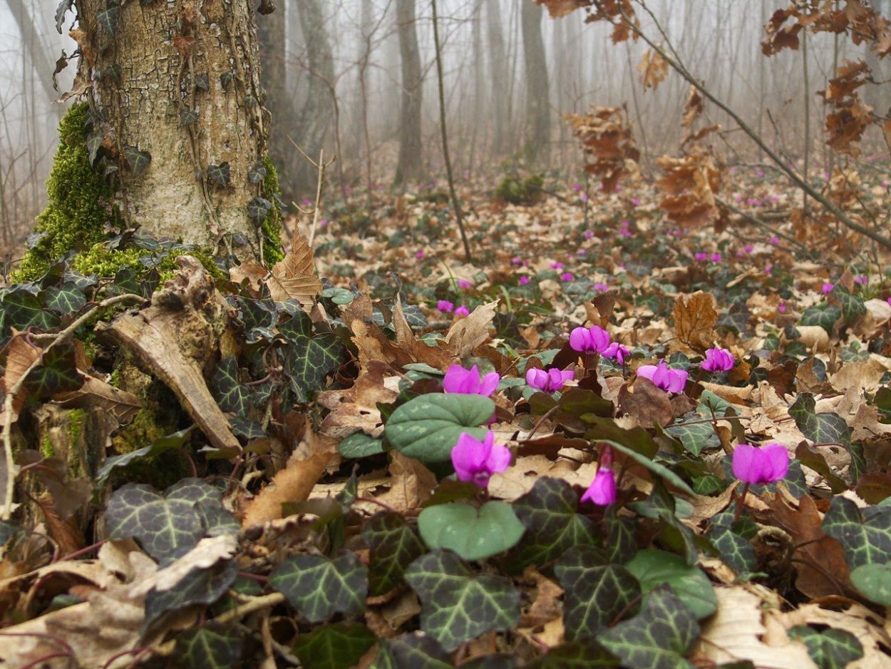 Цикламен растение Крым