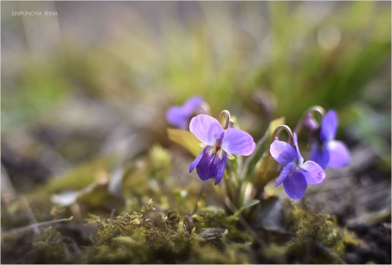 Цветы природа Шипуново