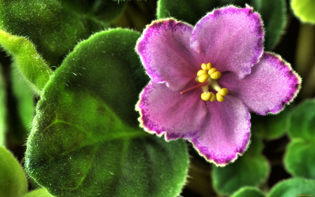 Фиалка Клевер