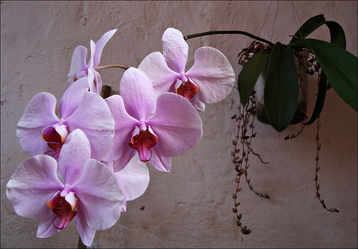 Фаленопсис Посейдон