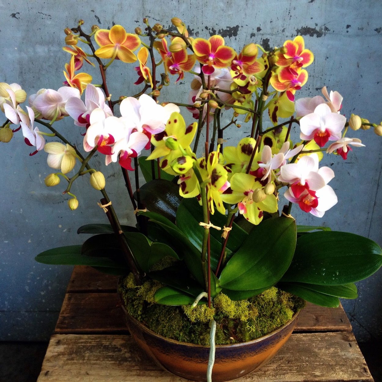 Pasadena Орхидея фаленопсис