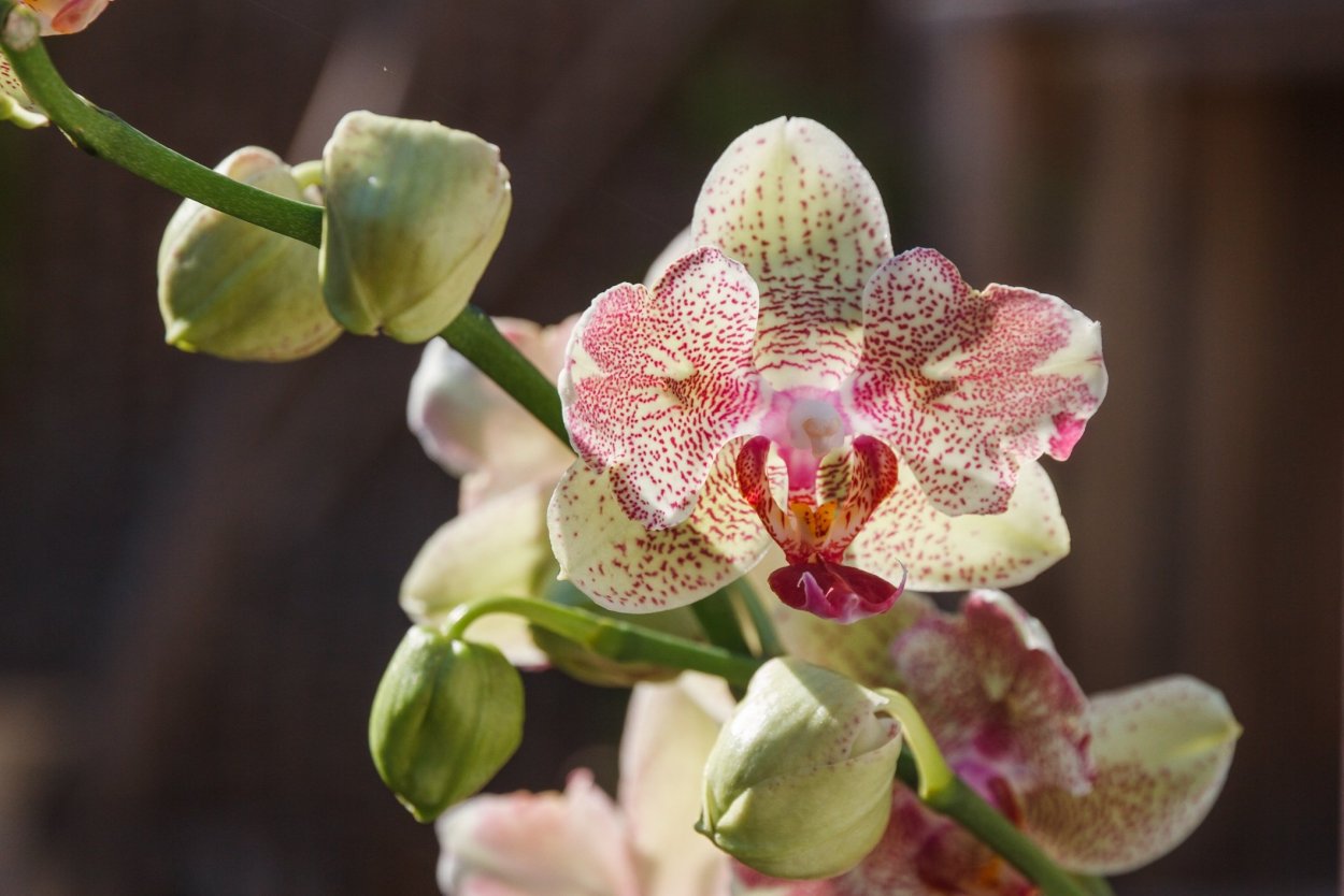 Фаленопсис Phal. Radiance