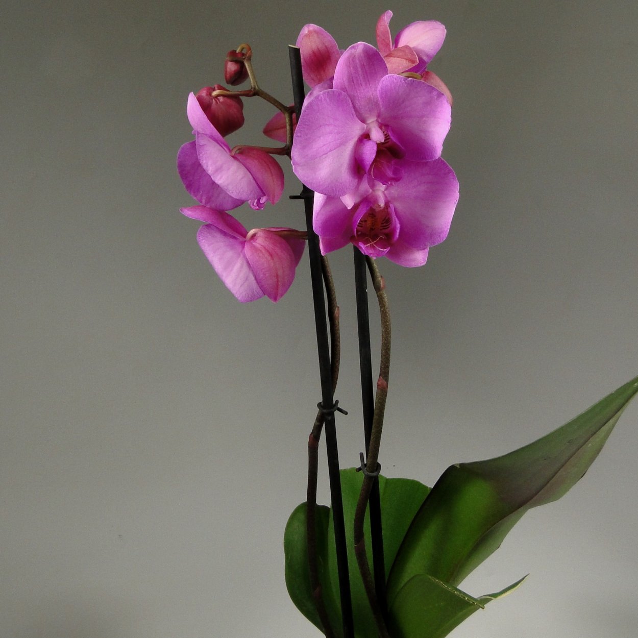 Орхидея Phalaenopsis Hollywood