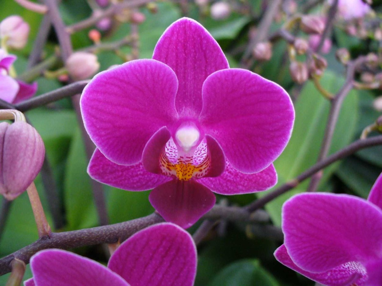 Орхидея фаленопсис Оливия