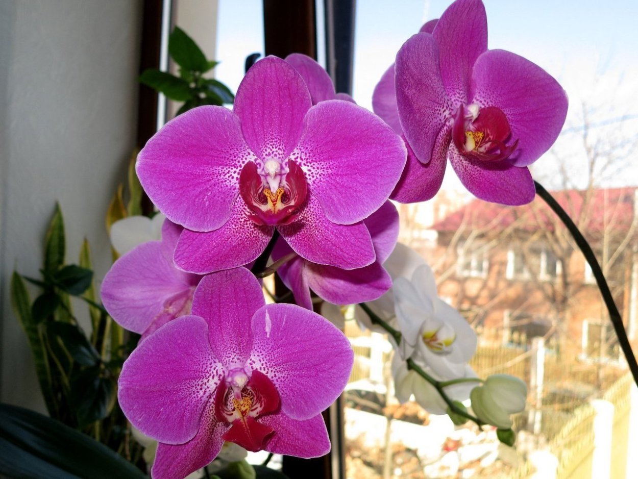 Фаленопсис Миракл