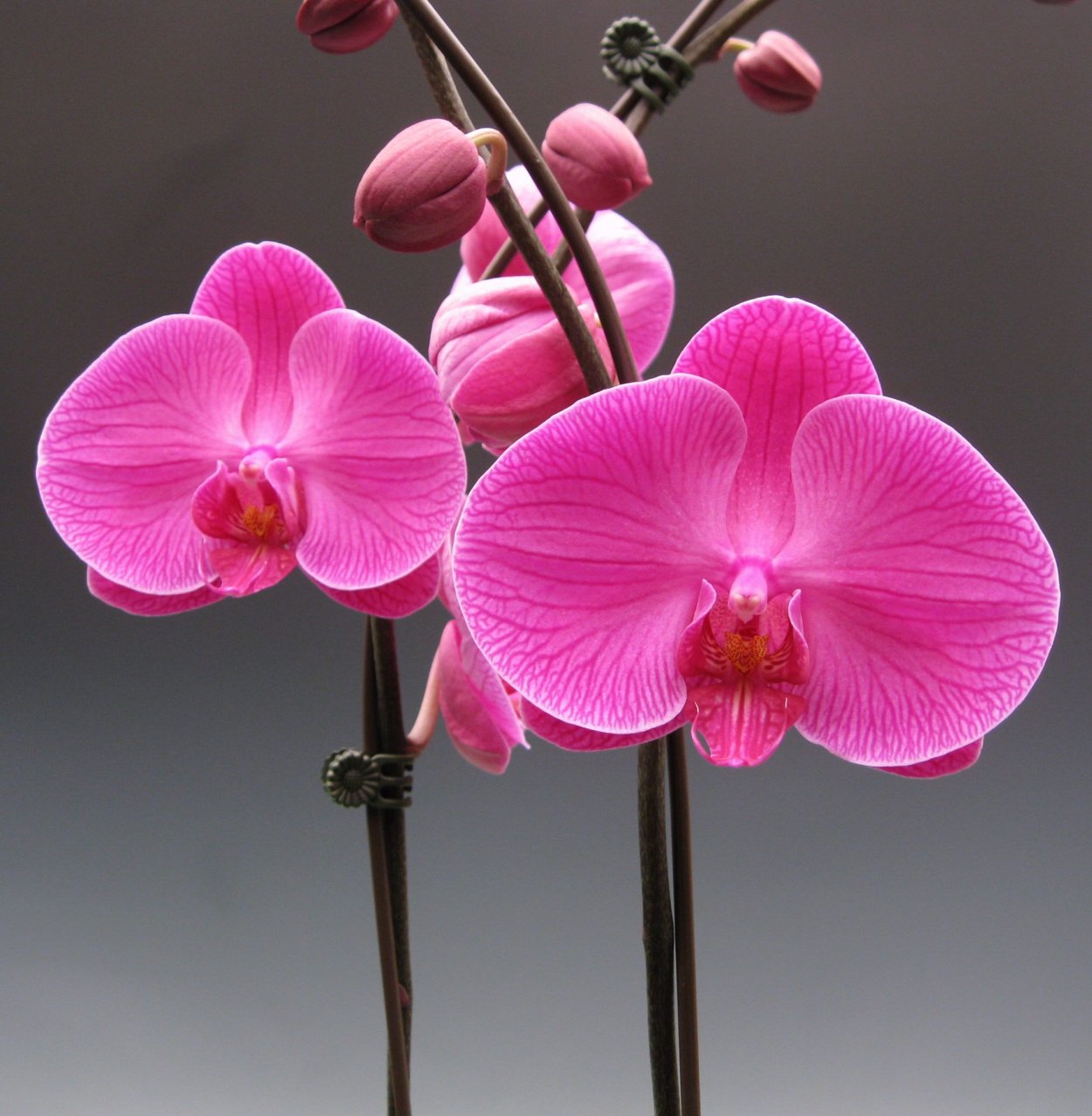 Орхидея фаленопсис