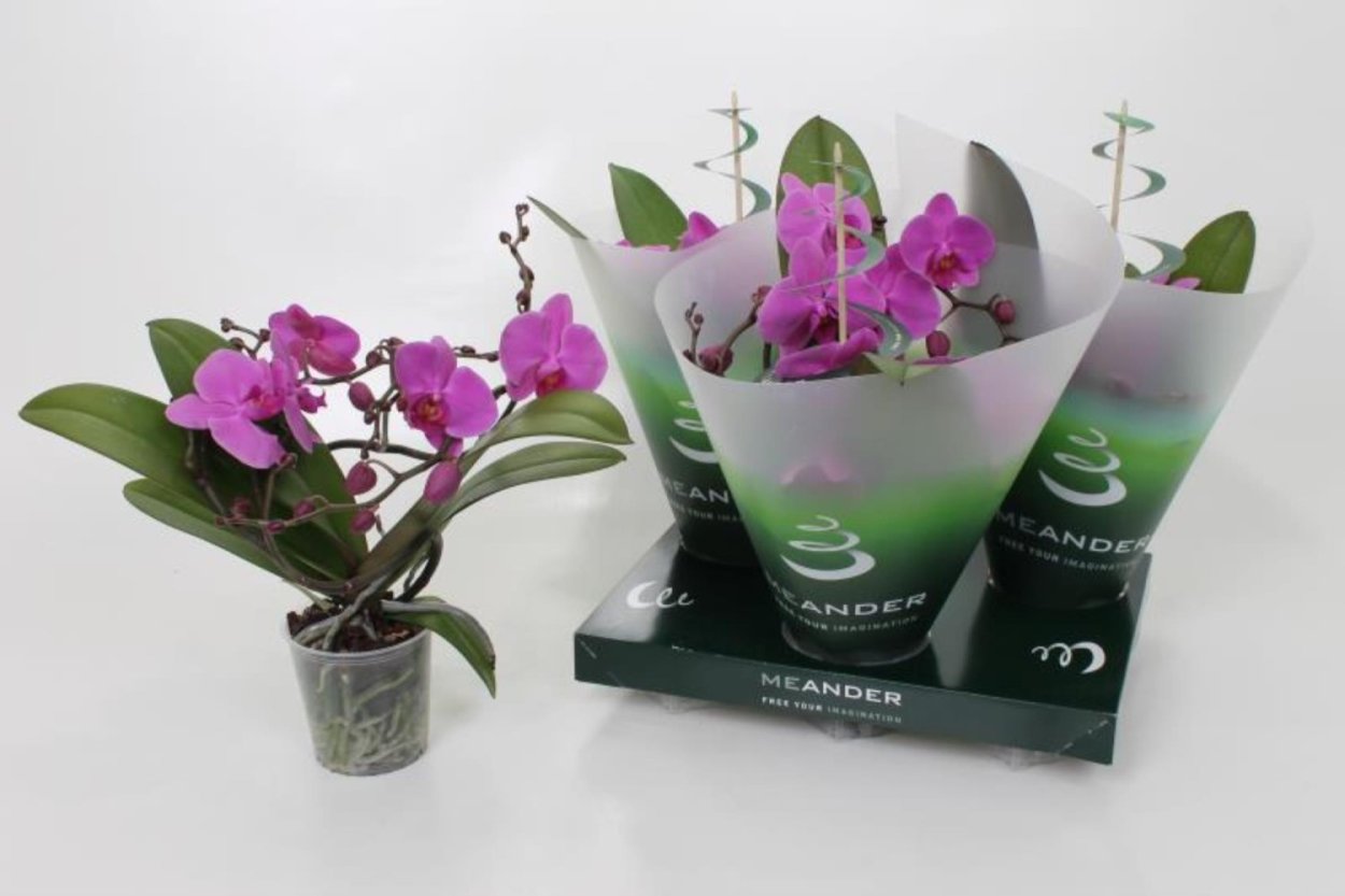 Фаленопсис Калипсо