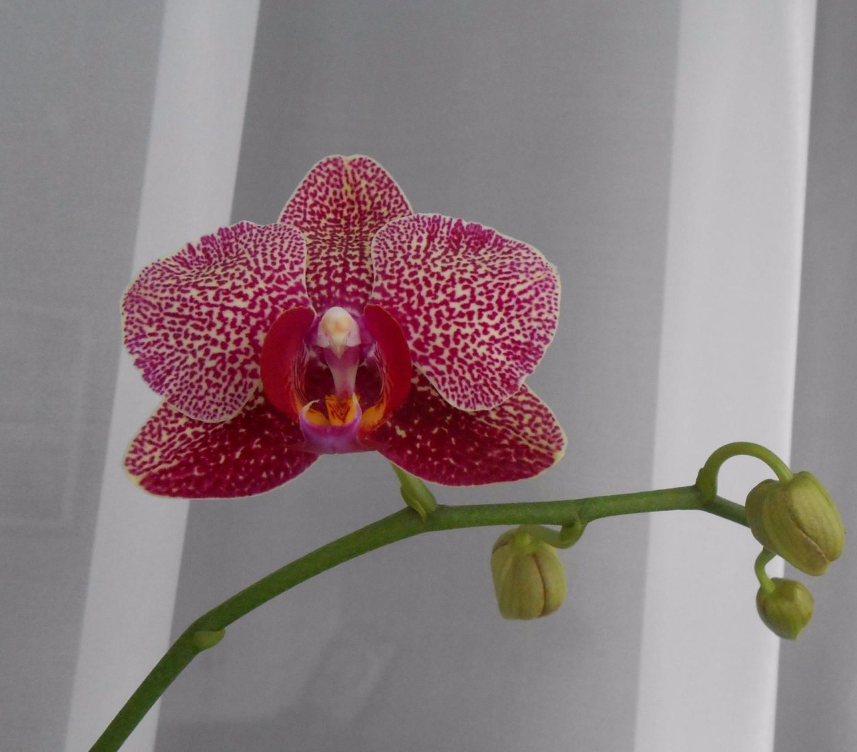 Фаленопсис Пасадена