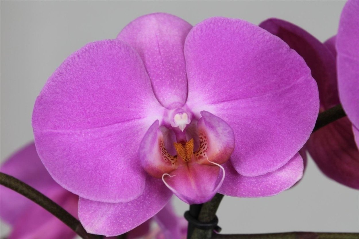 Фаленопсис Пасадена