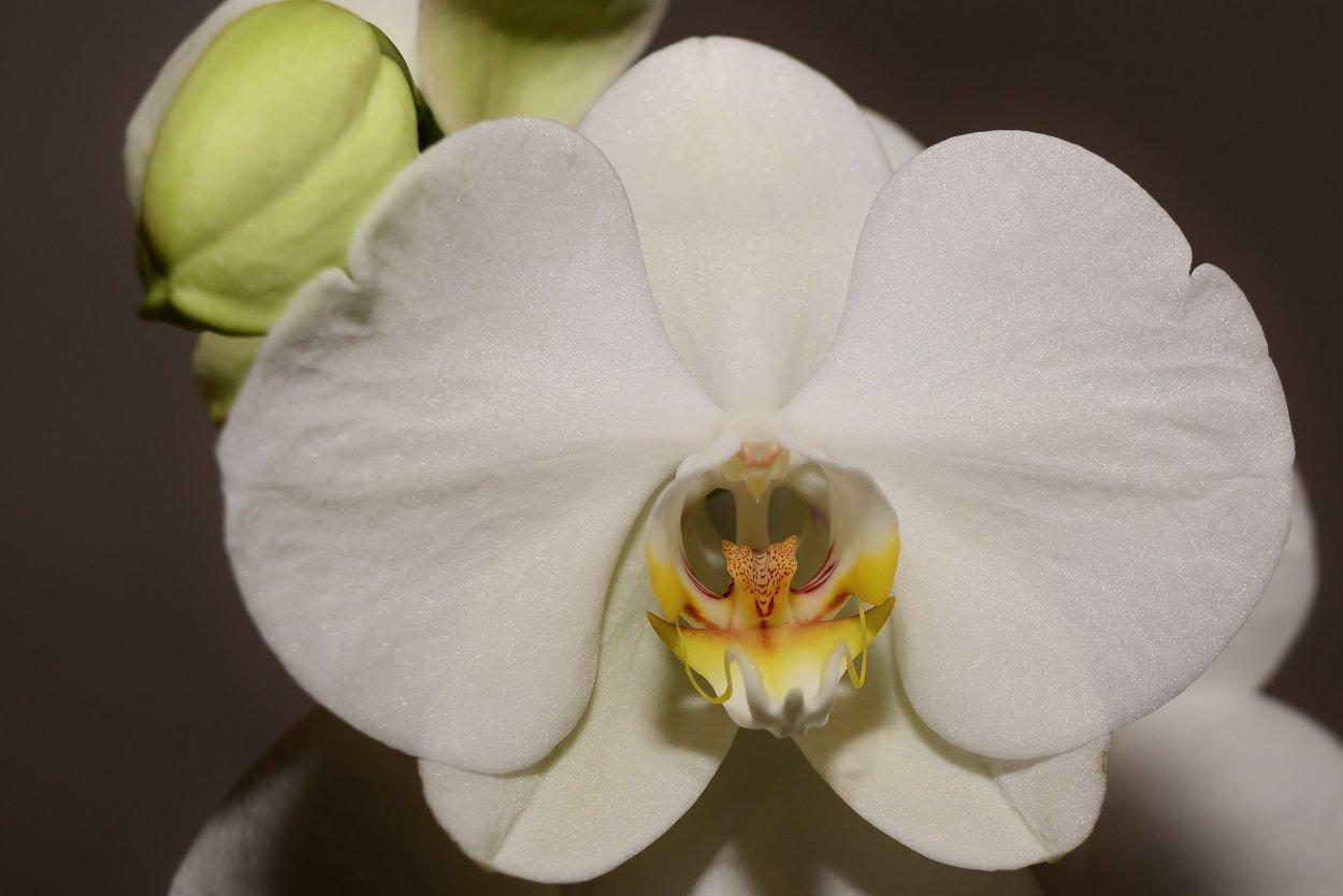 Орхидея фаленопсис Валентина