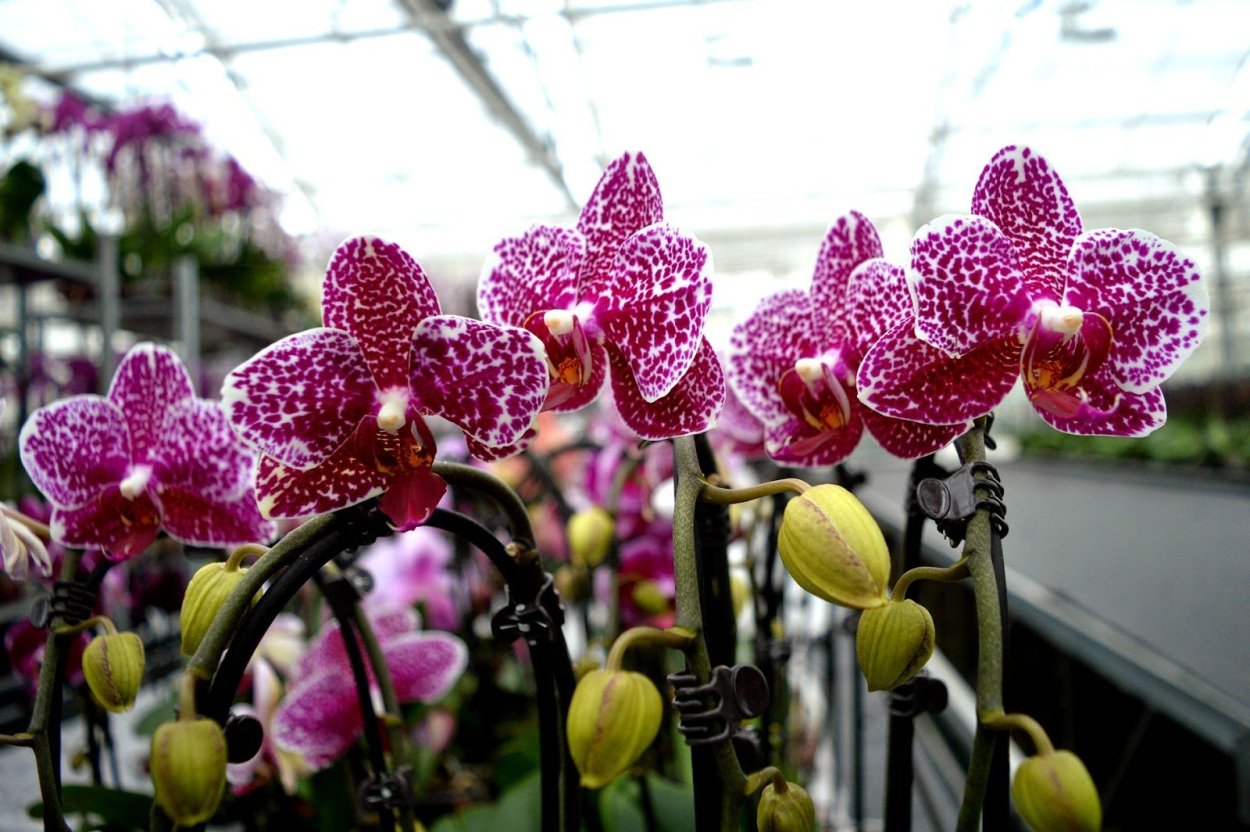 Фаленопсис Лас Вегас