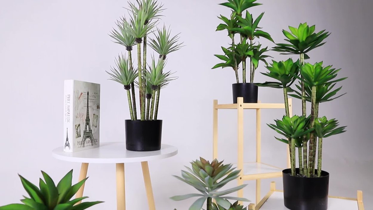 Декоративное растение в горшке