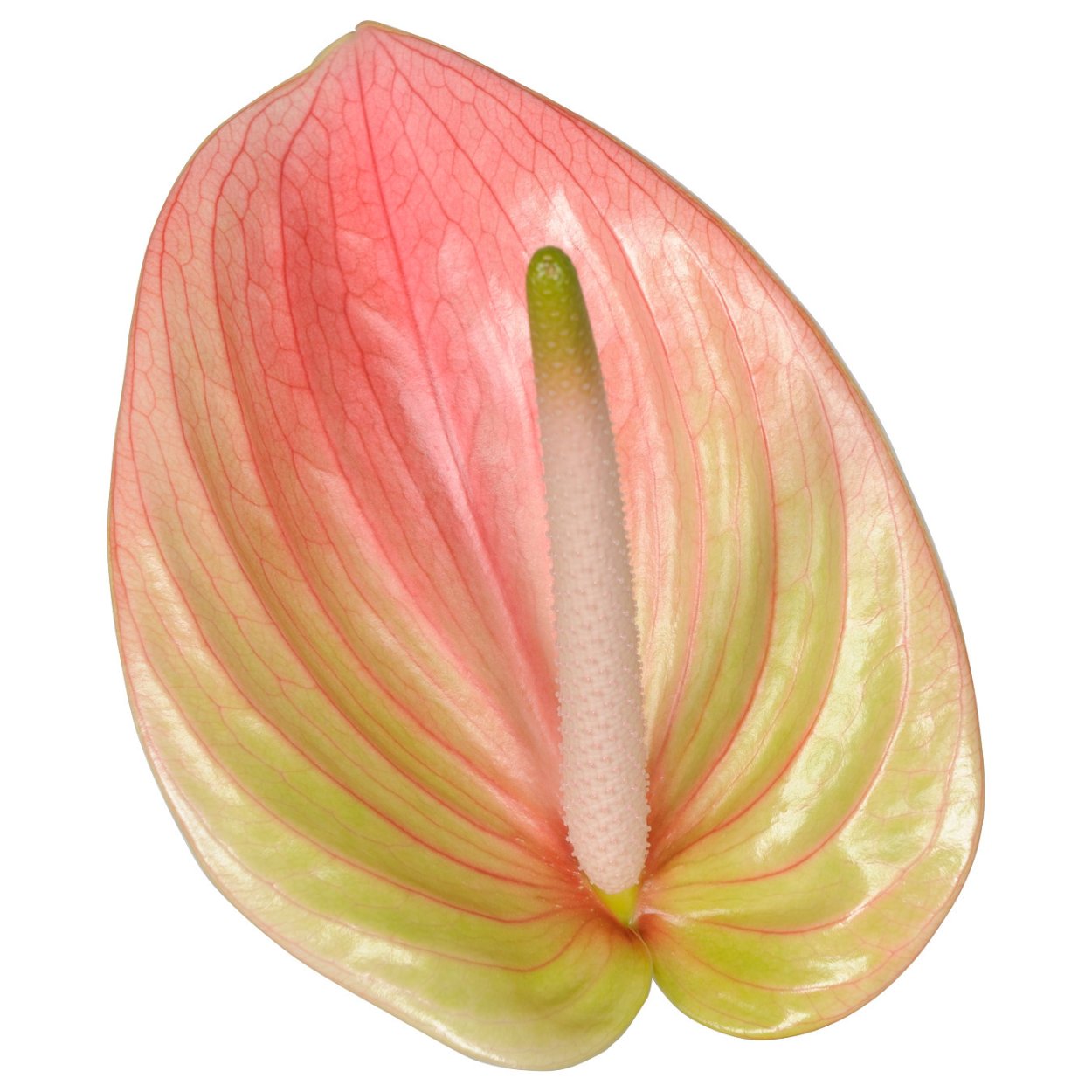 Anthurium Lilly. Антуриум Пикколо. Антуриум Лилли. Антуриум карликовая Лилли.