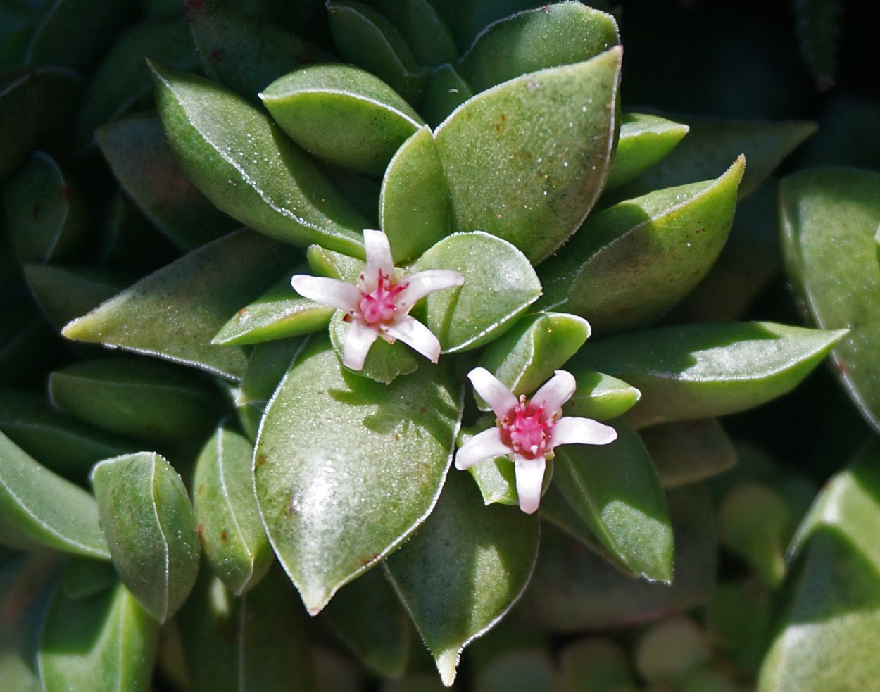 Цветок с кожистыми листьями