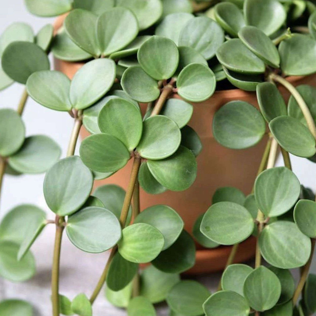 Пеперомия мелколистная ампельная