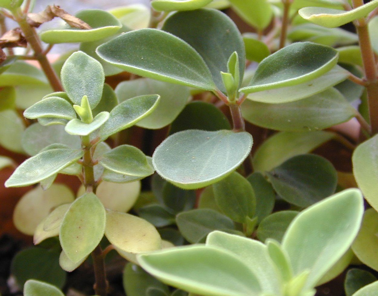 Традесканция Пеперомия