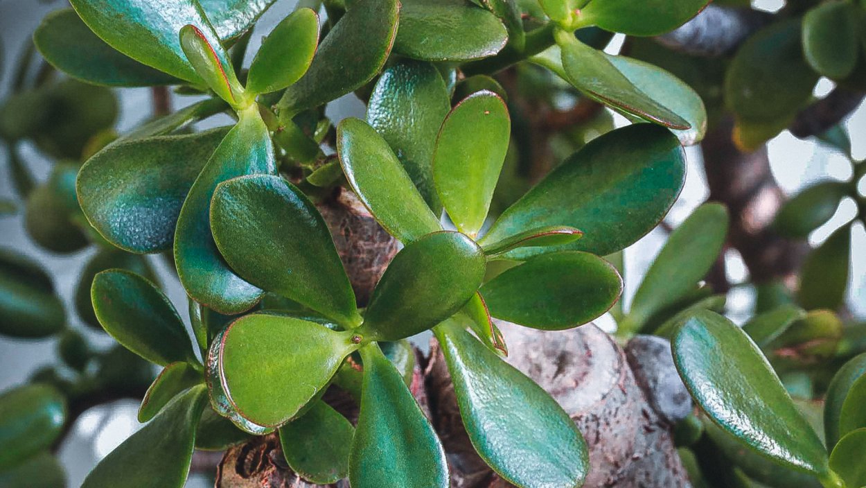 Толстянка яйцевидная