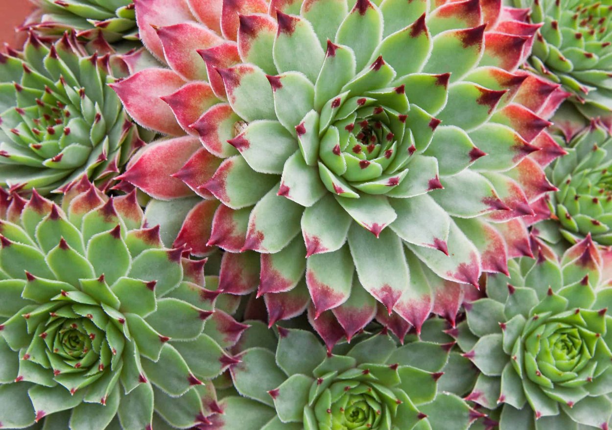 Растение культурное с мясистыми листьями с названиями