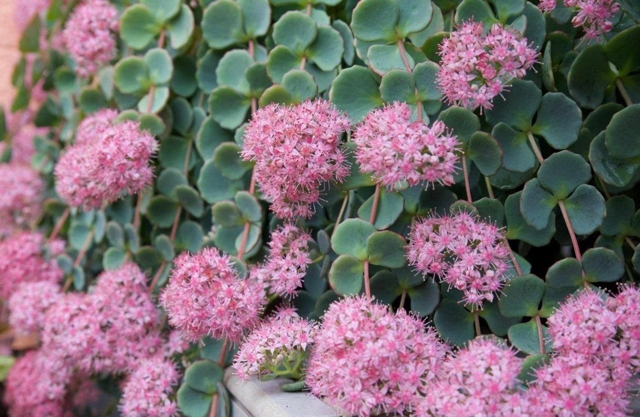 Очиток седум Зибольда