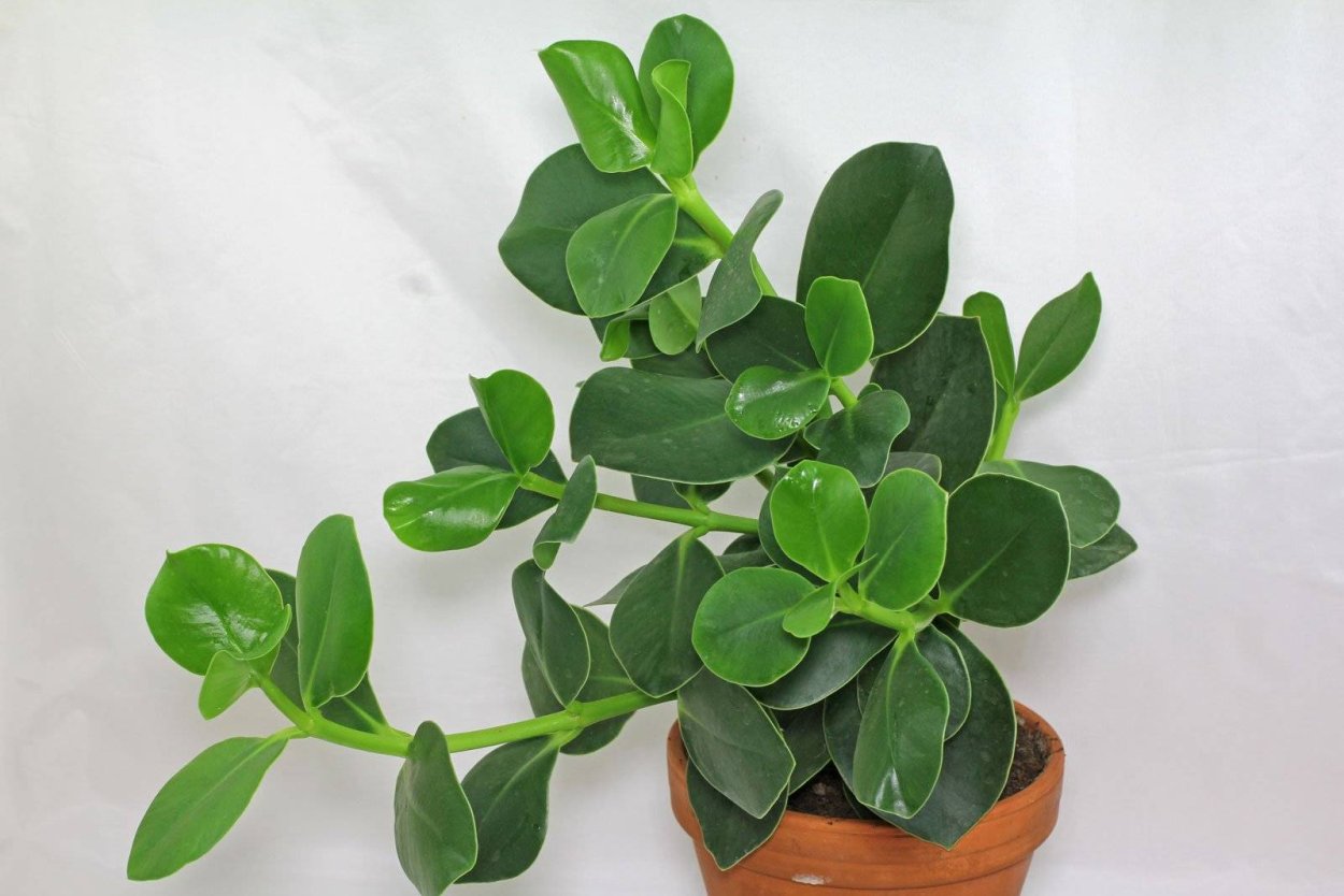 Клузия Росеа