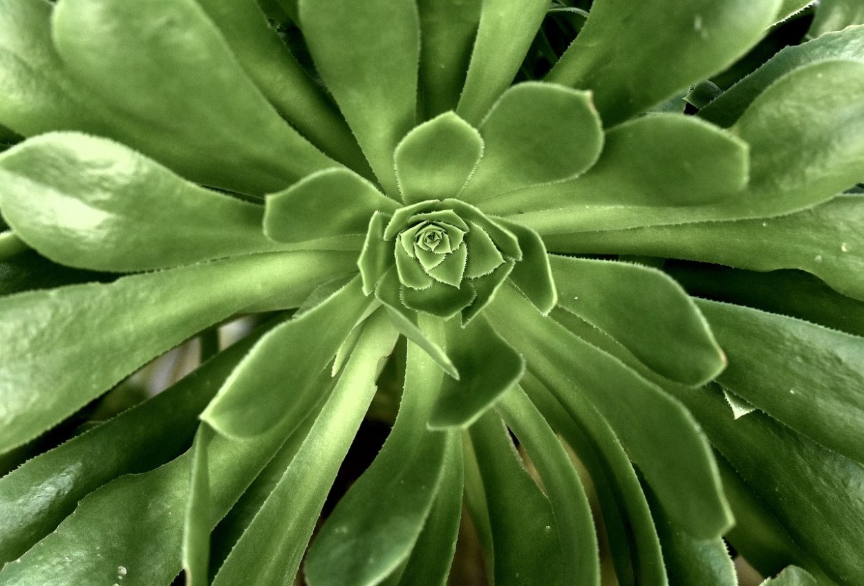 Цветок с мясистыми листьями