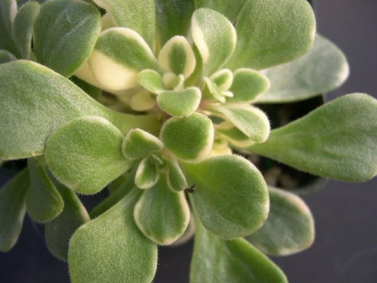 Толстянка аихризон