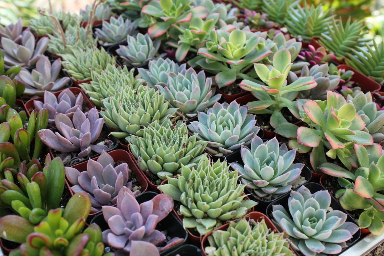 Суккулент эхеверия Echeveria