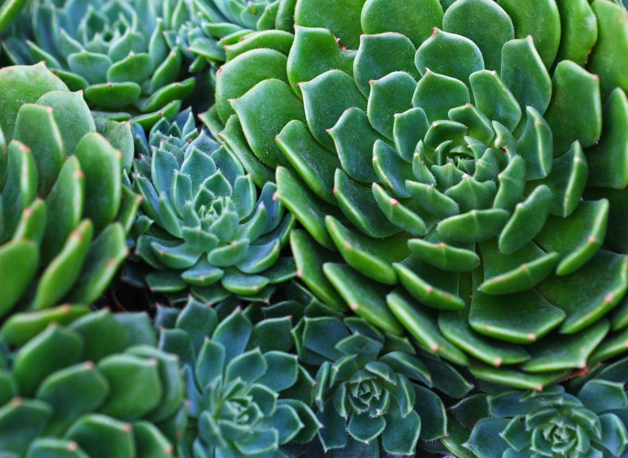 Суккулент Эониум