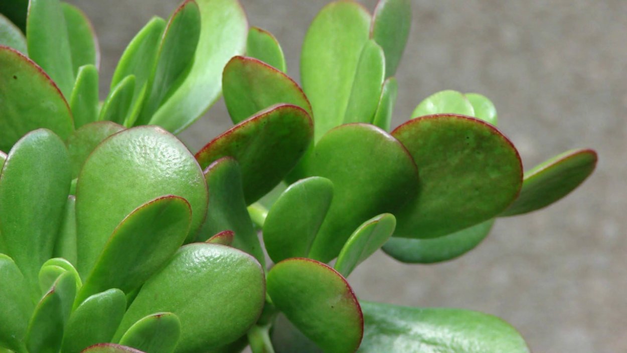 Растение Пеперомия толстянка