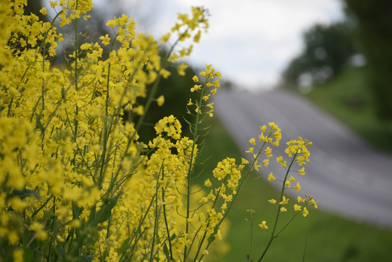 ЕМУЛИЯ желтая