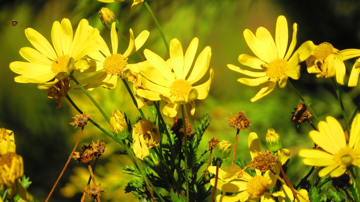 Одуванчик Аянский