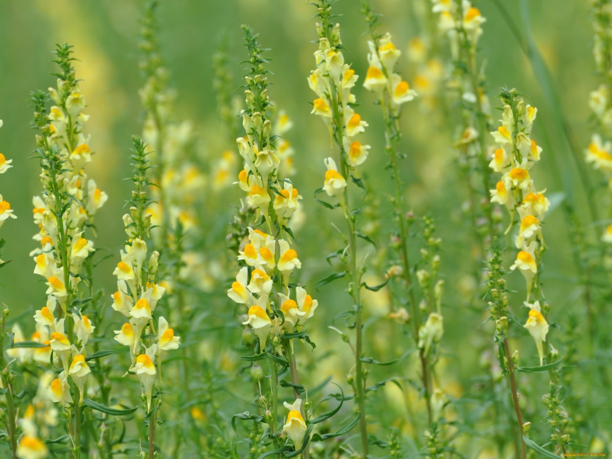 Зверобой (Hypéricum perforátum)