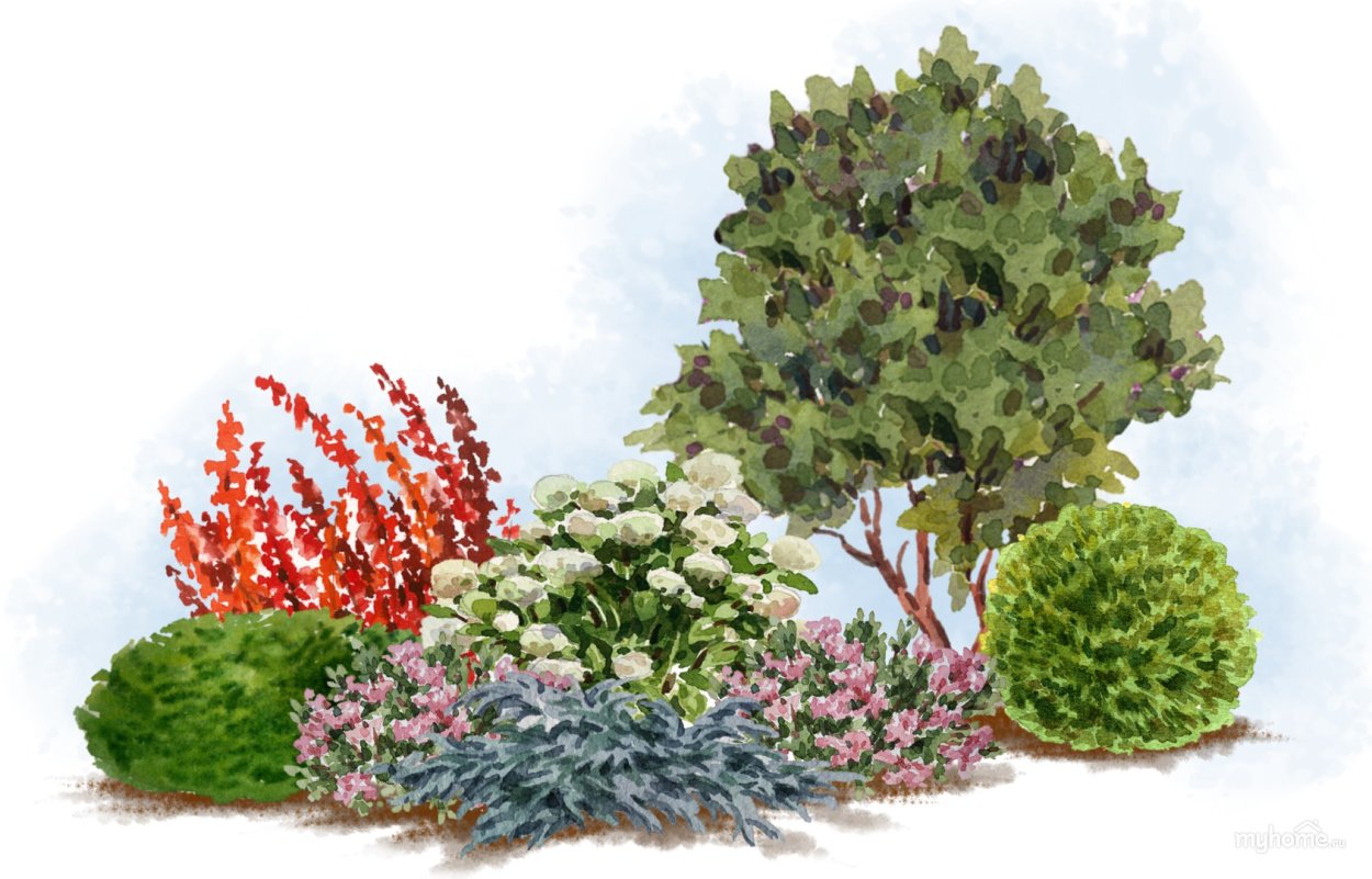 Самшит, гортензия, Барбарис