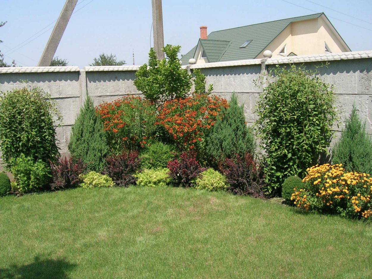 Живая изгородь туя и пузыреплодник