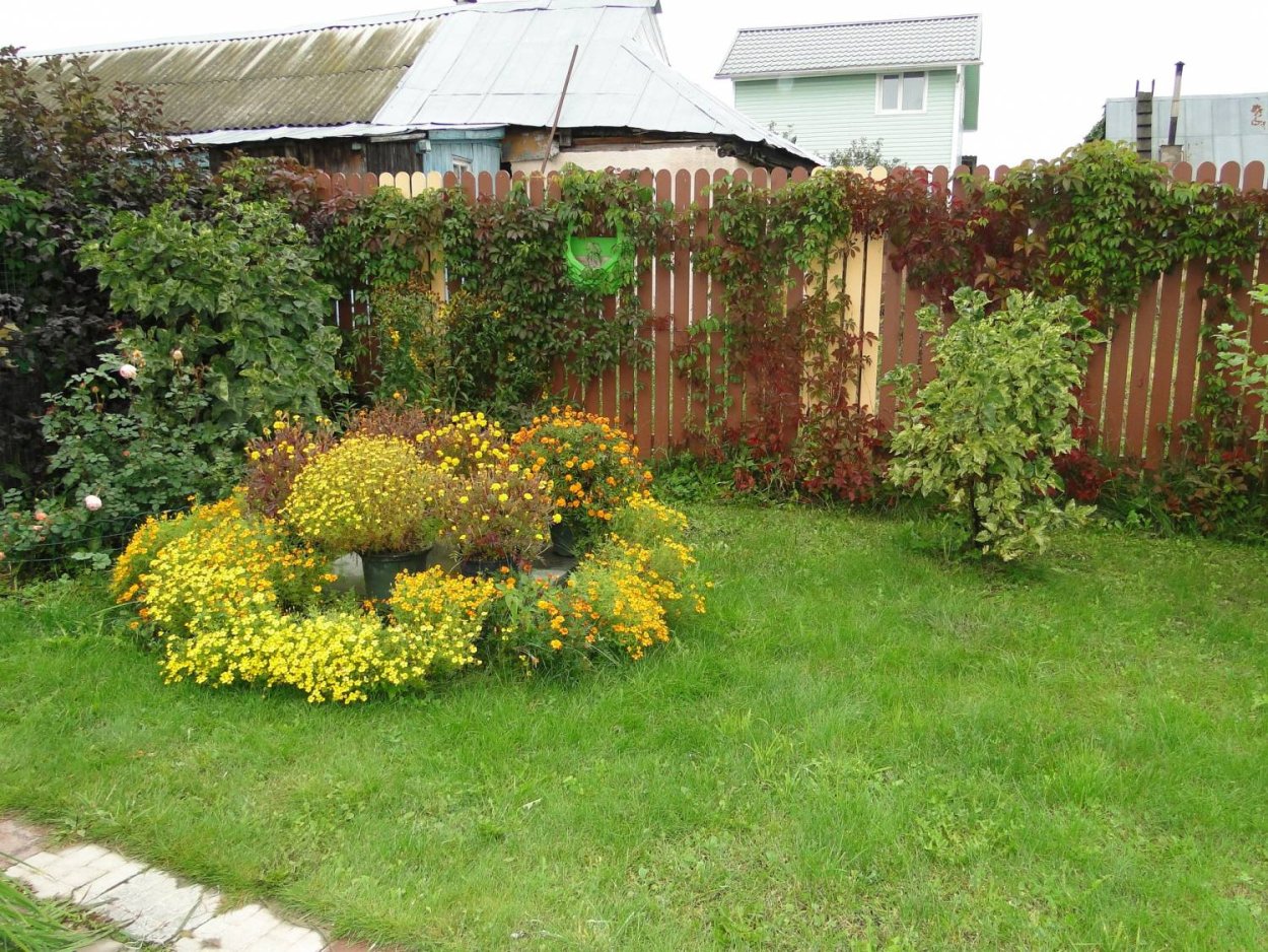 Калина бульденеж и пузыреплодник в ландшафтном