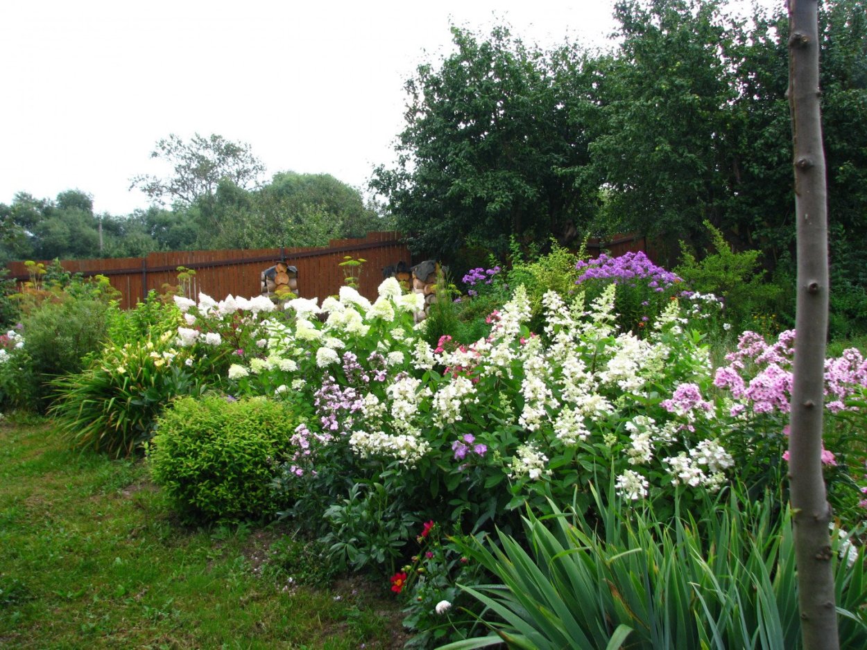 Миксбордер Флоксы лилейники