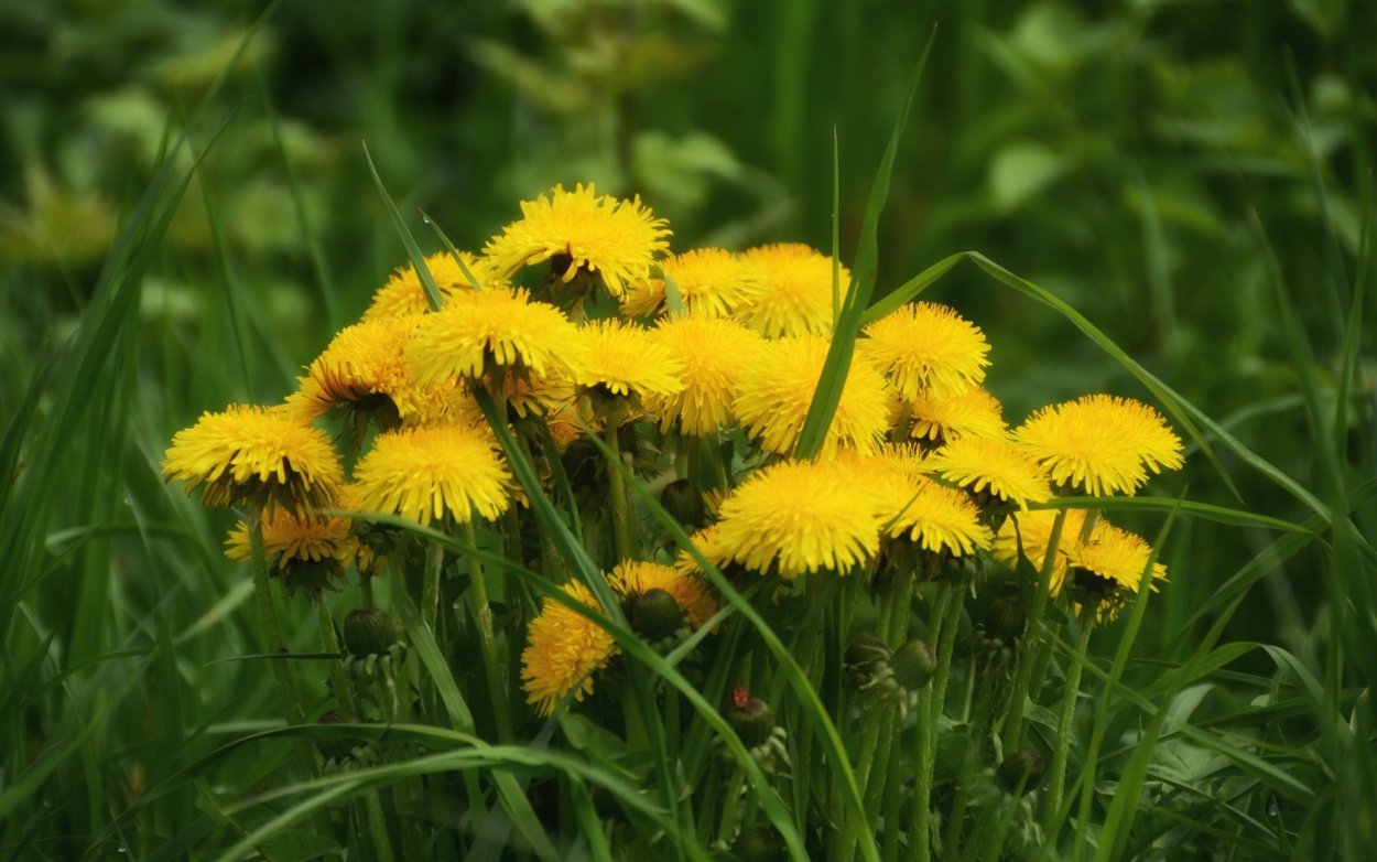 Рапс красивые желтые цветы